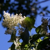 Flower and leaves