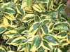 Leaf of 'Gilt Edge'