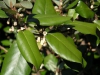 Leaf closeup