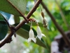 Flower and stem in Dec.