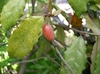 Fruit