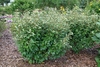 Form  of shrub