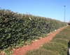Elaeagnus x ebbingei