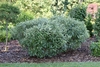Form iof shrub