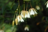 Elaeocarpus hainanensis