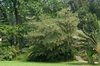 Elaeocarpus hainanensis