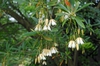 Elaeocarpus hainanensis
