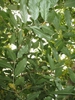 Eleagnus umbellata