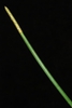 Eleocharis interstincta