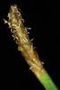 Spikelets (Indian River County, FL)-Mid Spring