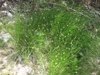 Form