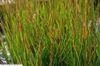 Grass