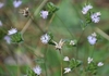pale lavender flowers in heads subtended by triangular bracts.