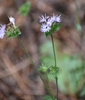 pale lavender flowers in heads subtended by triangular bracts.