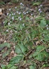 pale lavender flowers in heads subtended by triangular bracts.