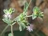 pale lavender flowers in heads subtended by triangular bracts.