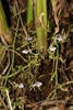 Elettaria cardamomum