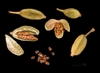 Elettaria cardamomum