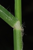 Sheathed stem with hairs  (Goldsboro, NC)-Early Fall