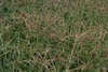 Form (Goldsboro, NC)-Early Fall