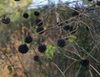 leaves and berries