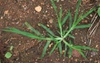 Cyperus spp.