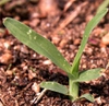 Cyperus spp.