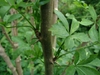 leaves and bark