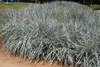 Grass with glaucous blue foliage.
