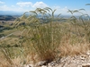 Form