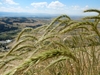 Seedheads