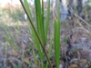 Stem and leaf blade