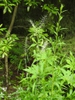 Elymus hystrix