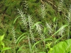 Elymus hystrix seed heads