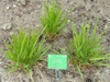 Form