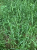Form