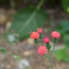 Heads of red disc flowers with a visiting syrphid fly