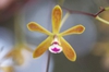 Flower close up