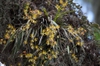 Form