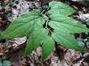 Aristilochia serpentaria 
