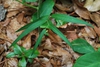 Native habitat (Houston County, AL)-Late Spring