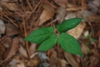 Leaves (Houston County, AL)-Late Spring