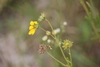 Flower, stem and seed-heads