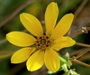 Flower close up