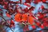 Enkianthus campanulatus