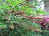 Enkianthus campanulatus