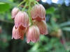 Enkianthus campanulatus