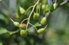 Enkianthus campanulatus