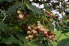 leaves and flowers