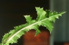 Sonchus asper